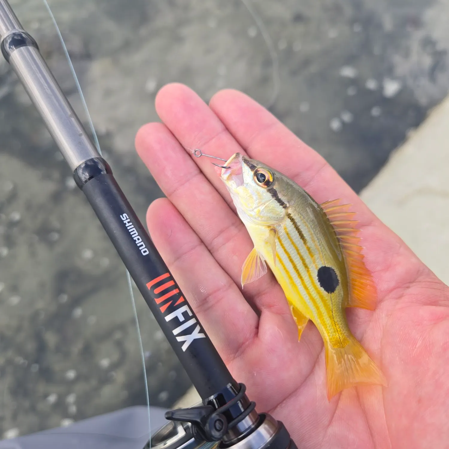 The most recent Dory snapper catches on Fishbrain