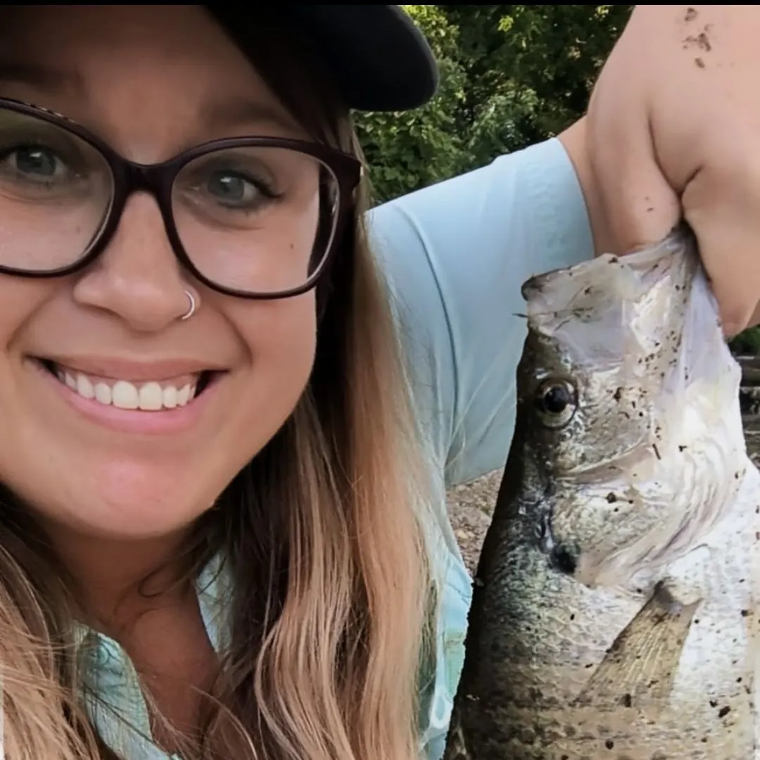 Black crappie caught on Fishbrain