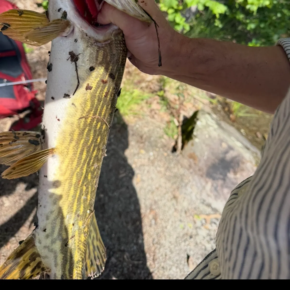 Northern pike caught on Fishbrain