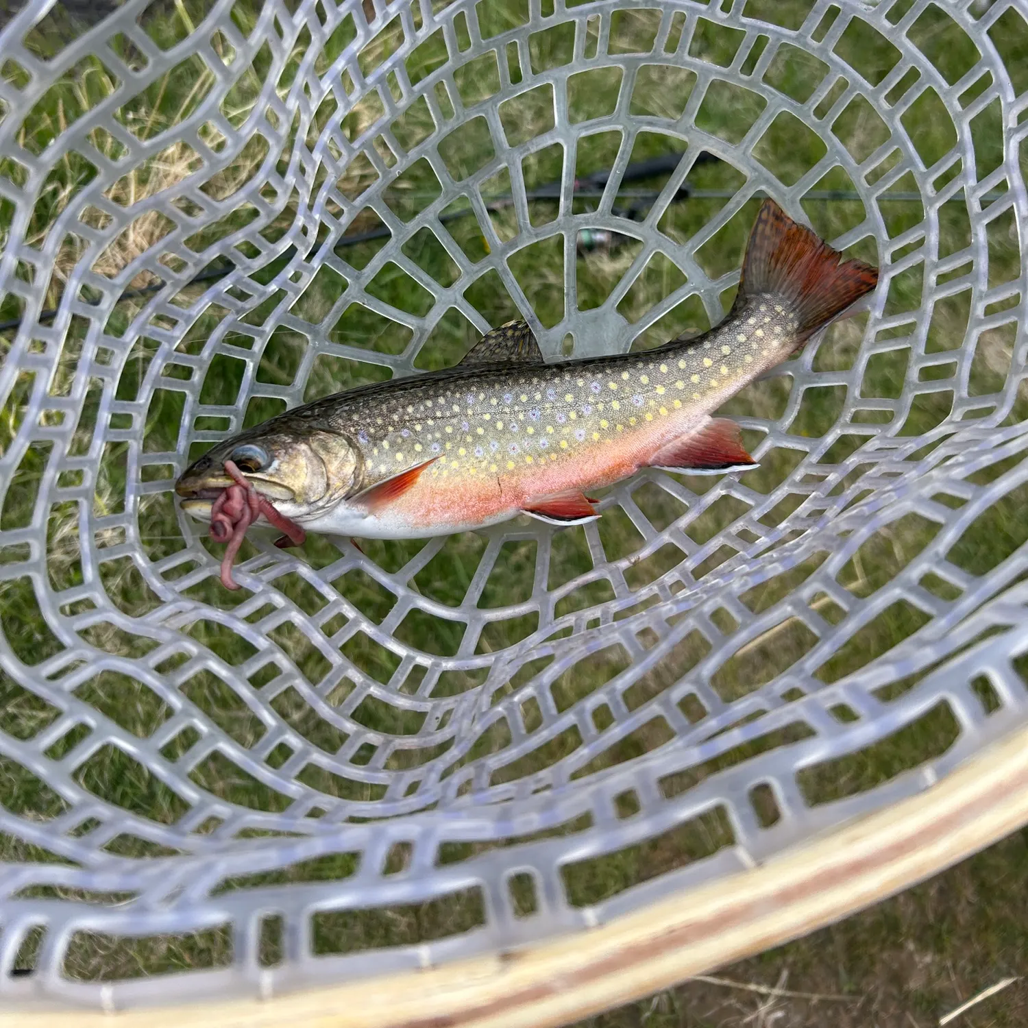 The most recent Brook trout catches on Fishbrain