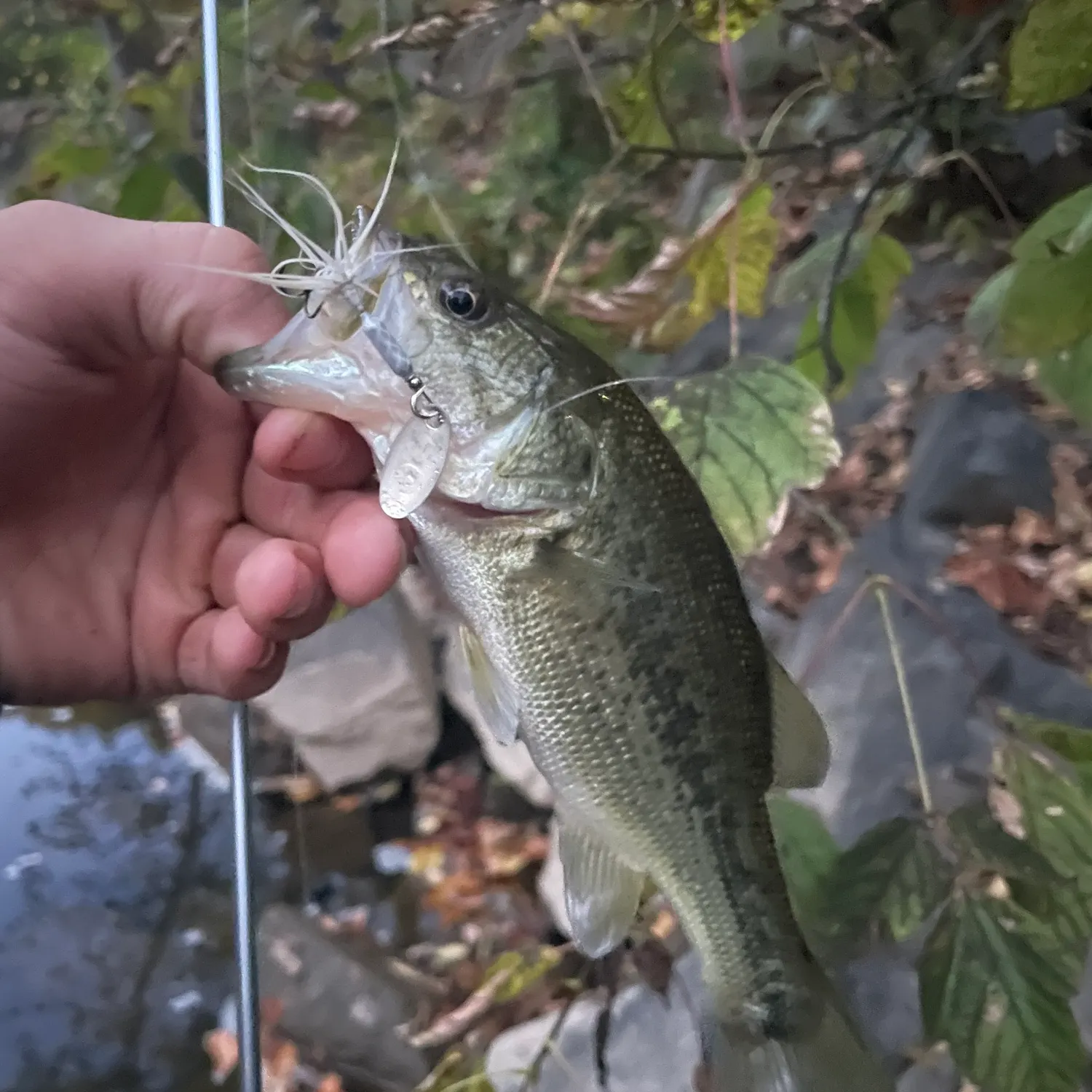Largemouth bass caught on Fishbrain