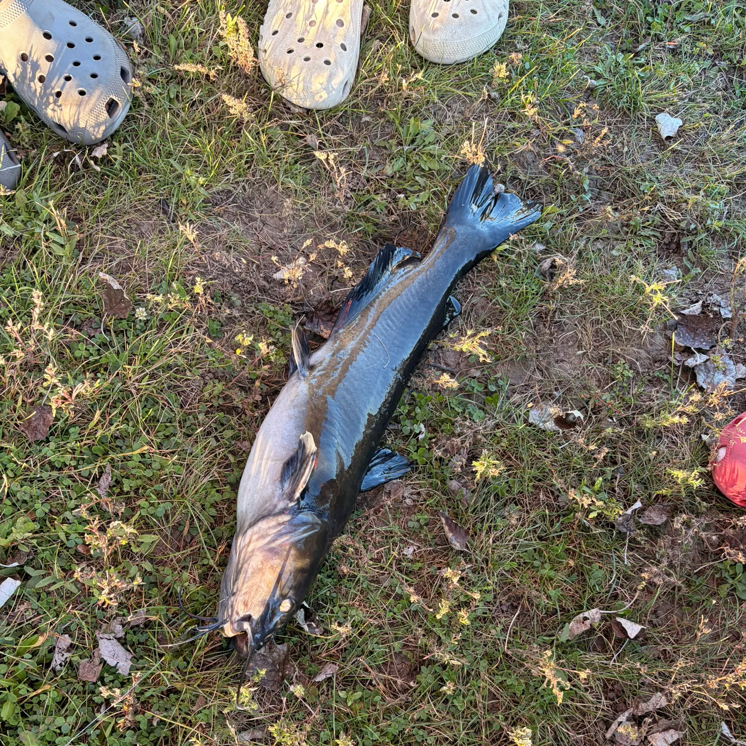 Black bullhead caught on Fishbrain