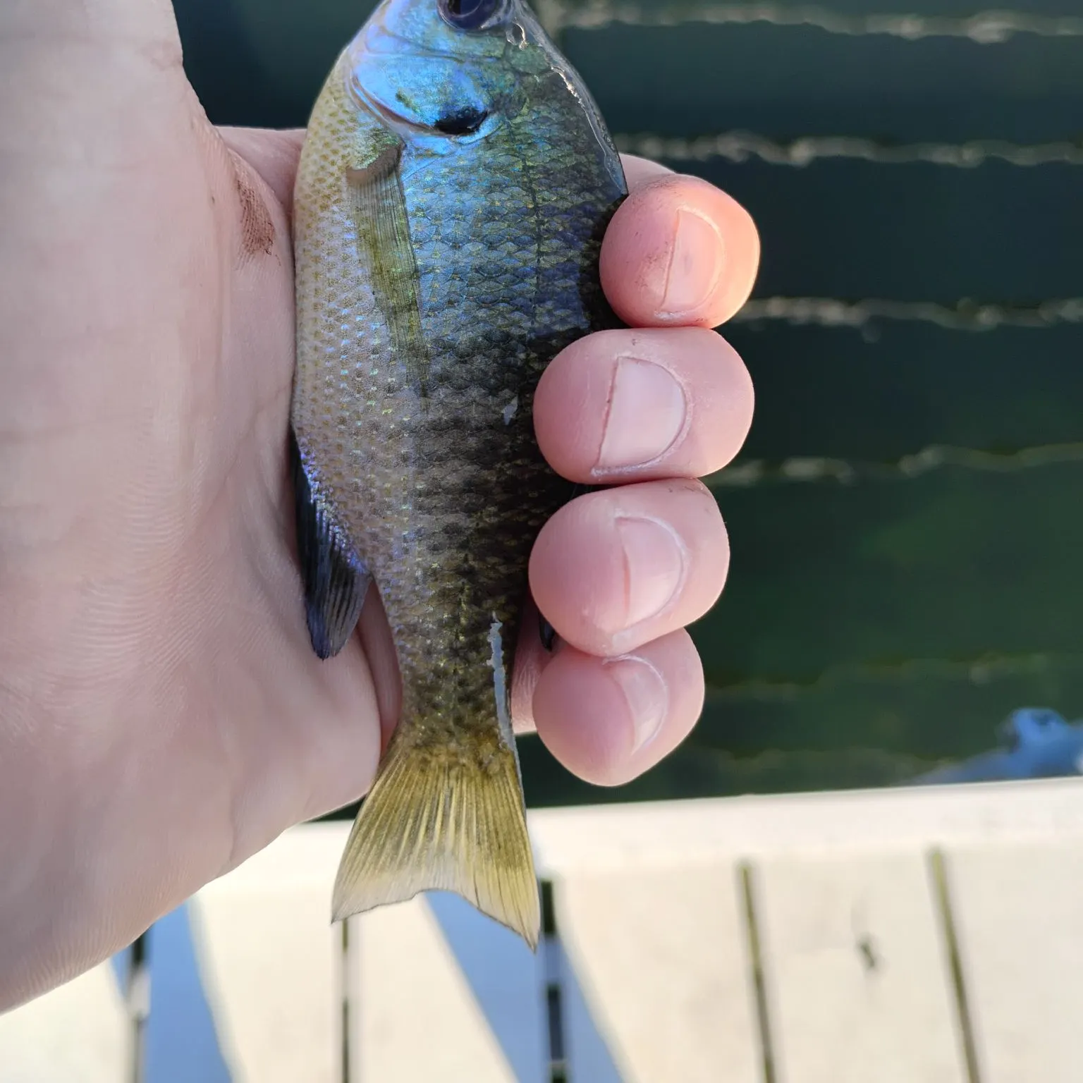Bluegill caught on Fishbrain