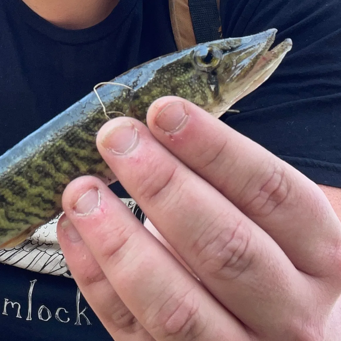 The most recent Grass pickerel catches on Fishbrain