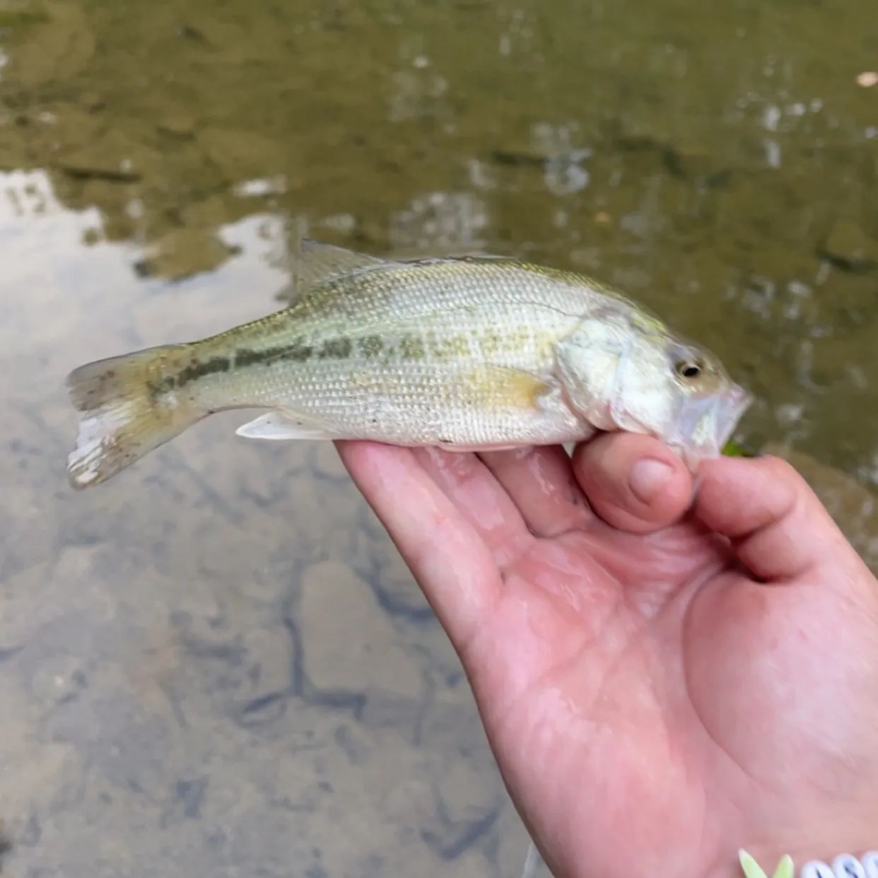 Spotted bass caught on Fishbrain