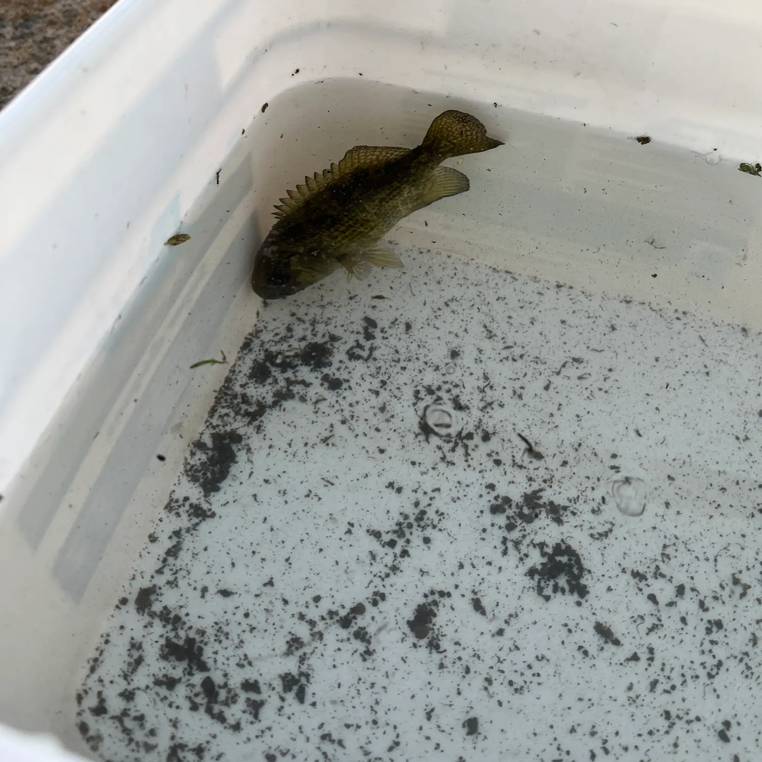 Rock bass caught on Fishbrain