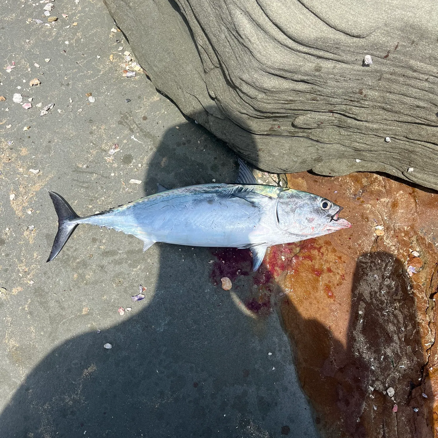 The most recent Frigate tuna catches on Fishbrain