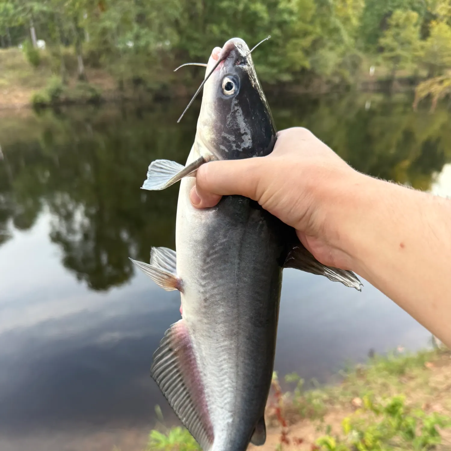 Blue catfish caught on Fishbrain