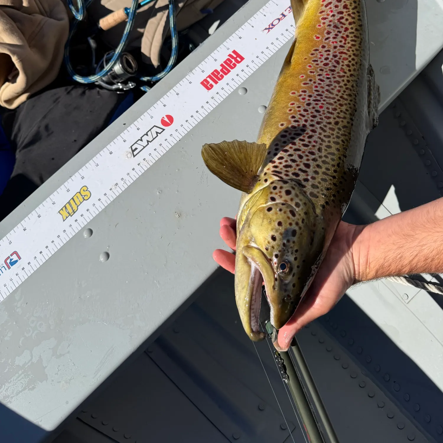 The most recent Seeforellen trout catches on Fishbrain