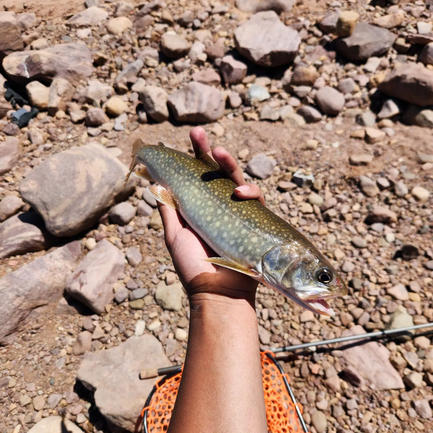 The most recent Lake char catches on Fishbrain