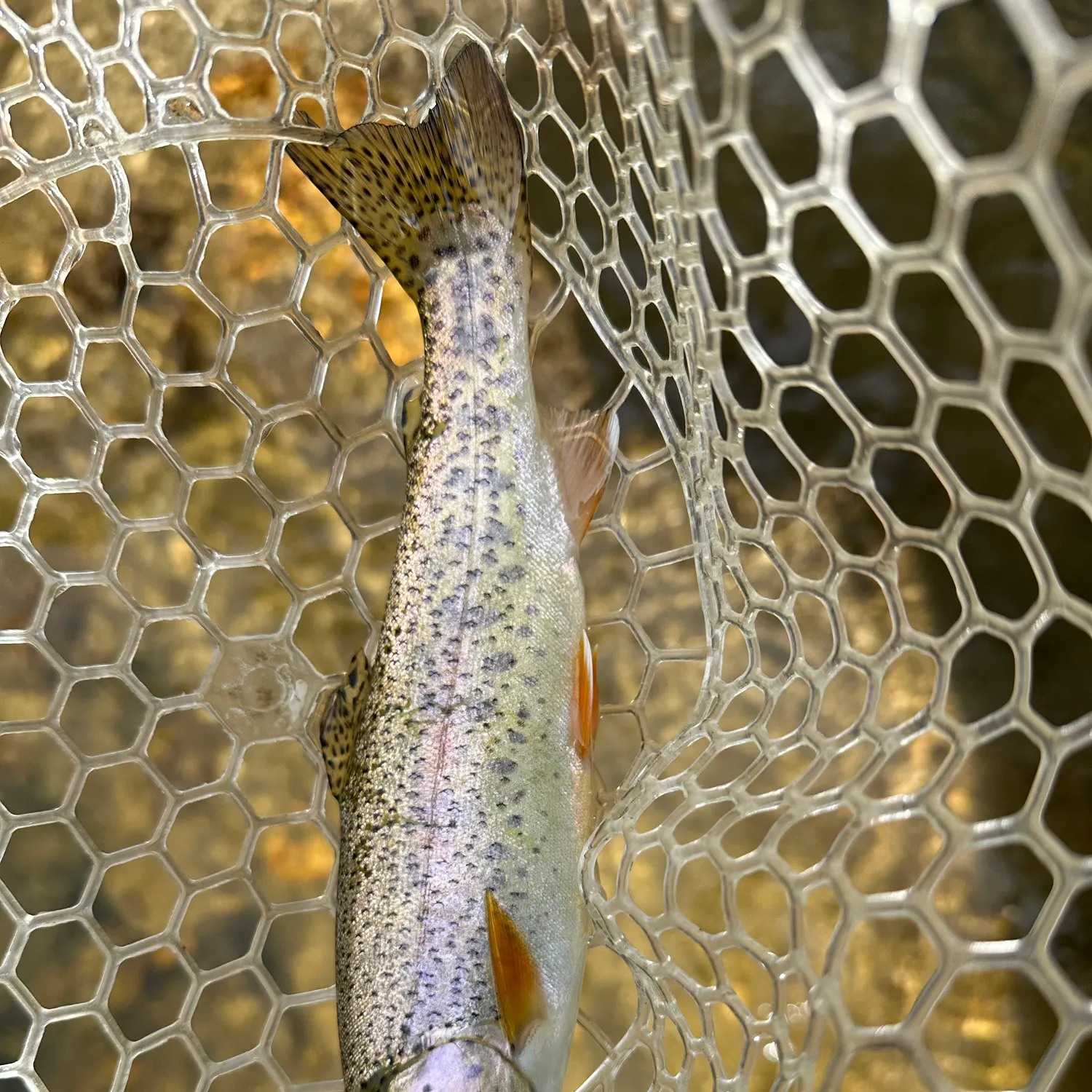 angler catch