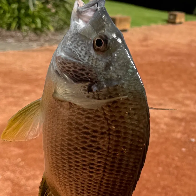 The most recent Surf bream catches on Fishbrain