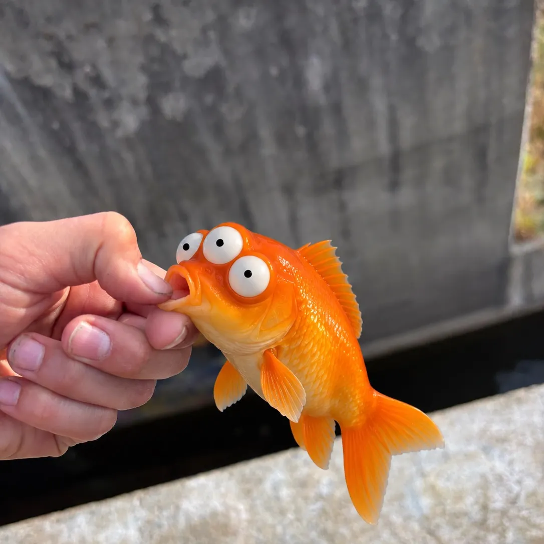 Goldfish caught on Fishbrain