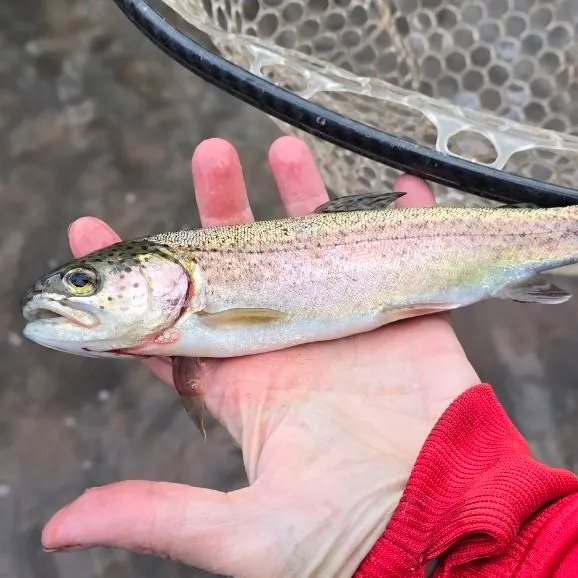 Rainbow trout caught on Fishbrain