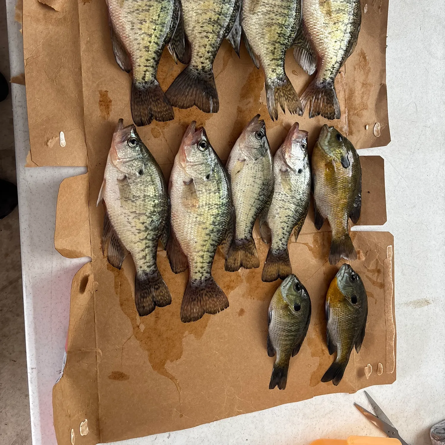 White crappie caught on Fishbrain