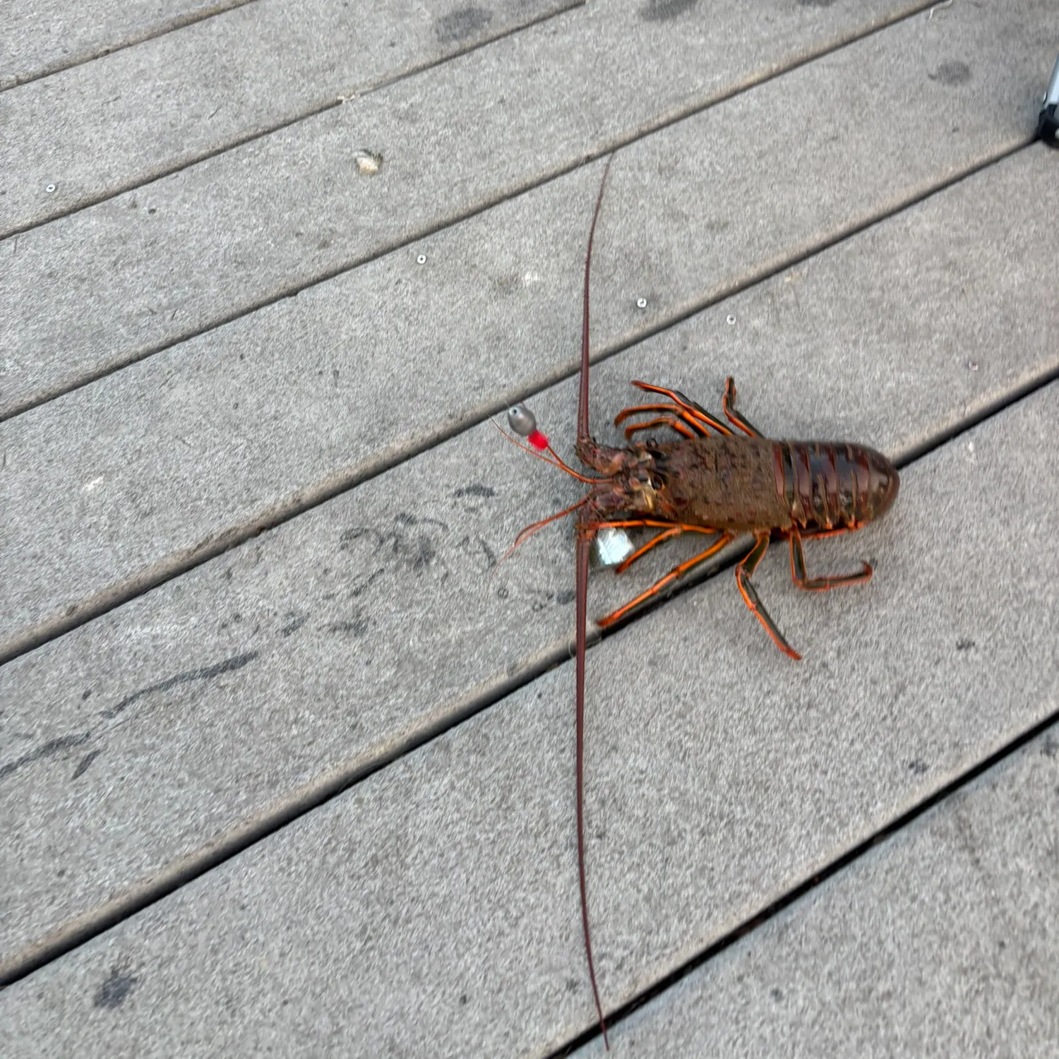 The most recent California spiny lobster catches on Fishbrain