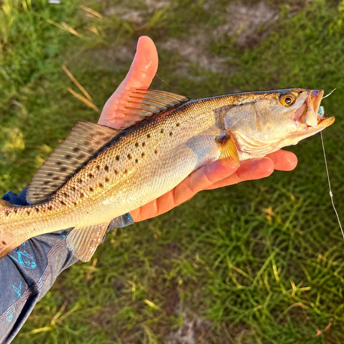 Spotted seatrout caught on Fishbrain