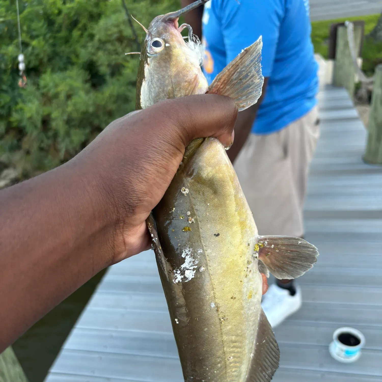 Channel catfish caught on Fishbrain