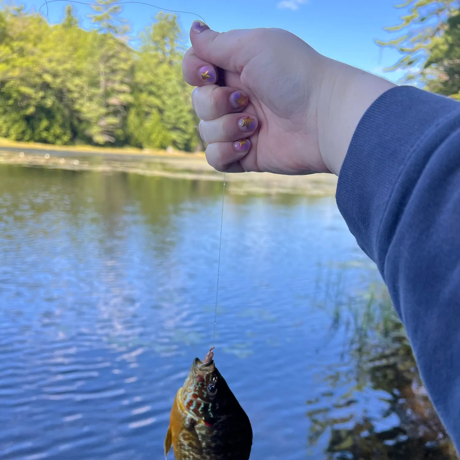 Pumpkinseed caught on Fishbrain