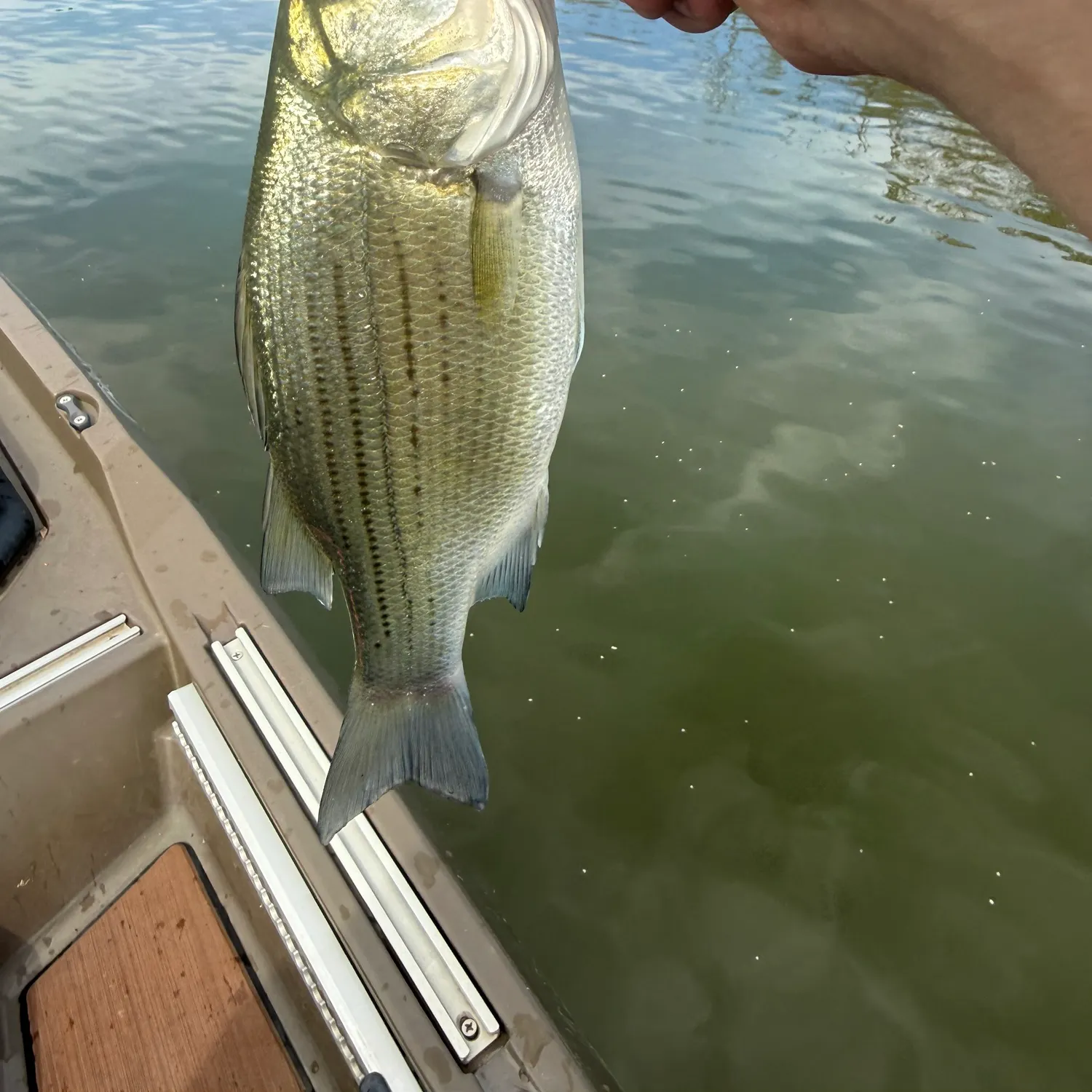 White bass caught on Fishbrain
