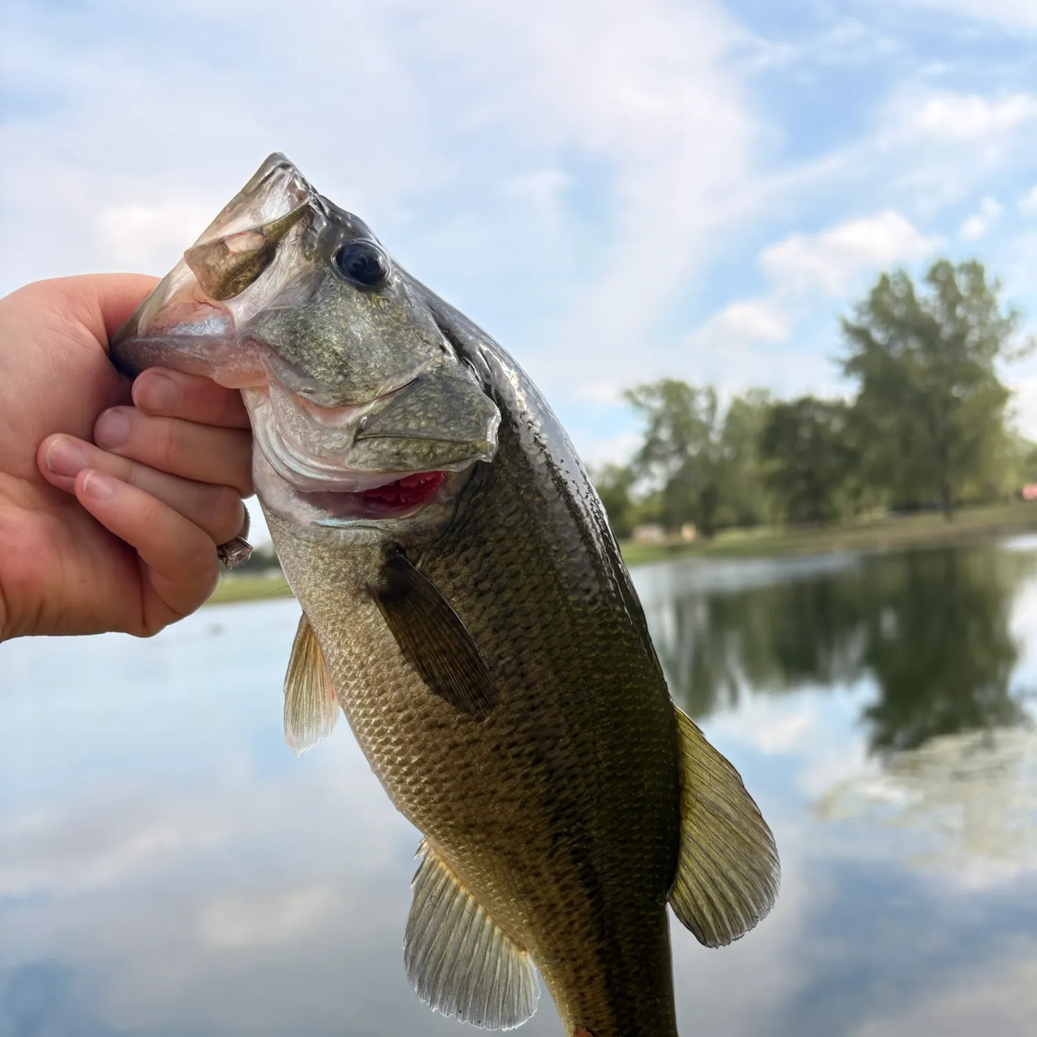 Largemouth bass caught on Fishbrain