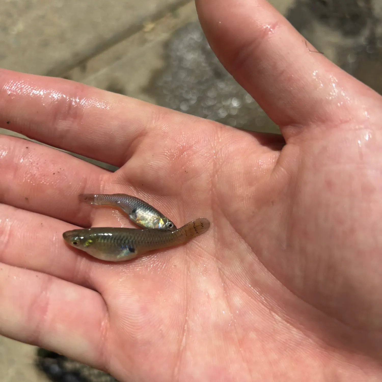 The most recent Western mosquitofish catches on Fishbrain