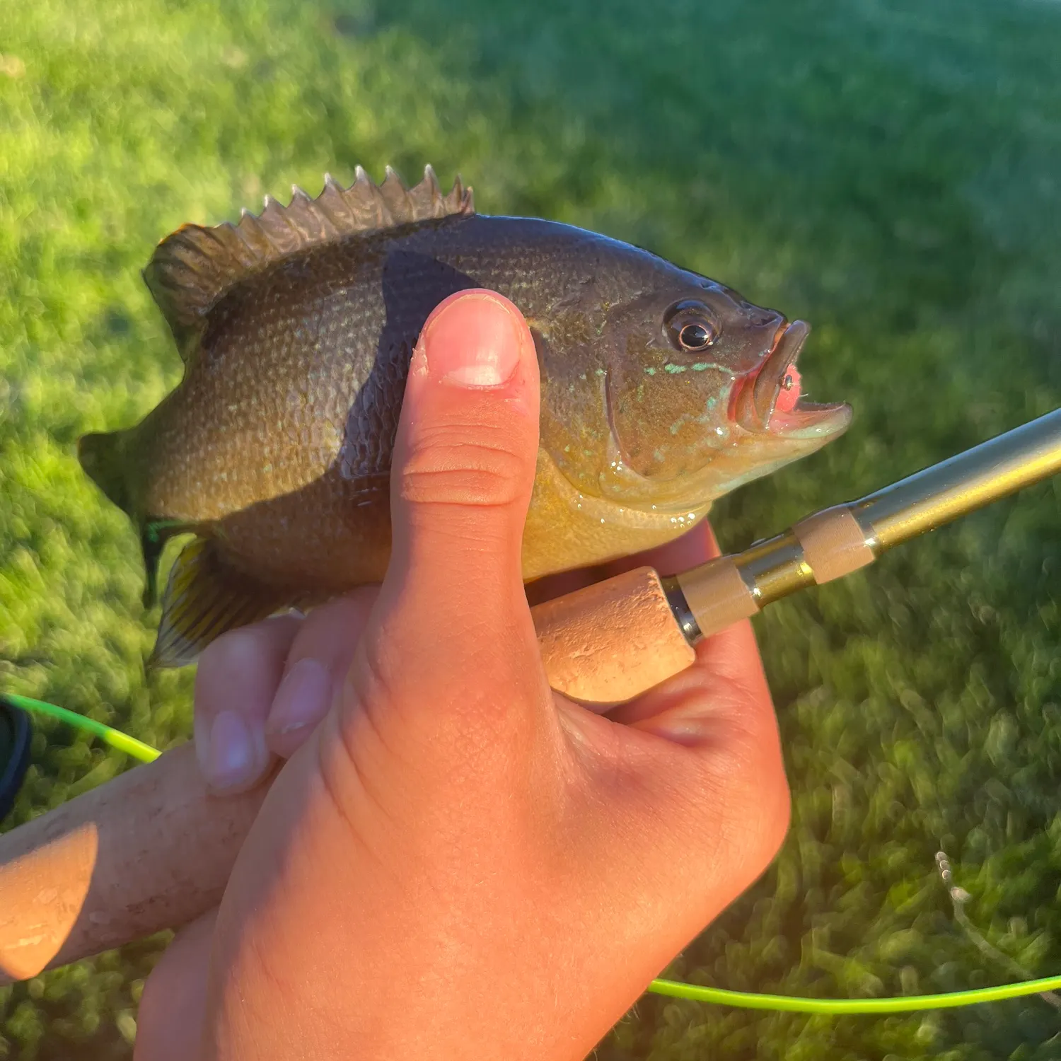 Green sunfish caught on Fishbrain