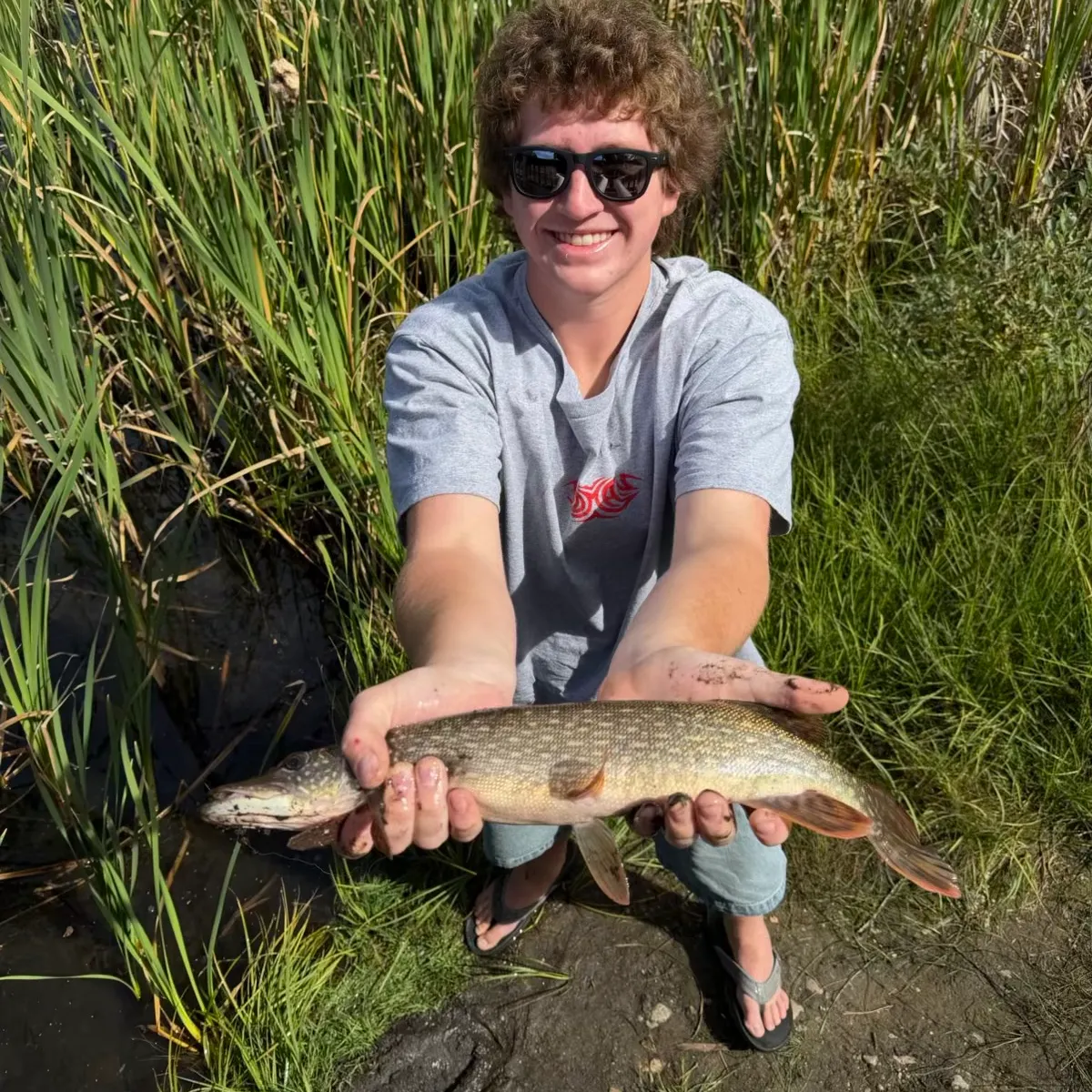 Northern pike caught on Fishbrain