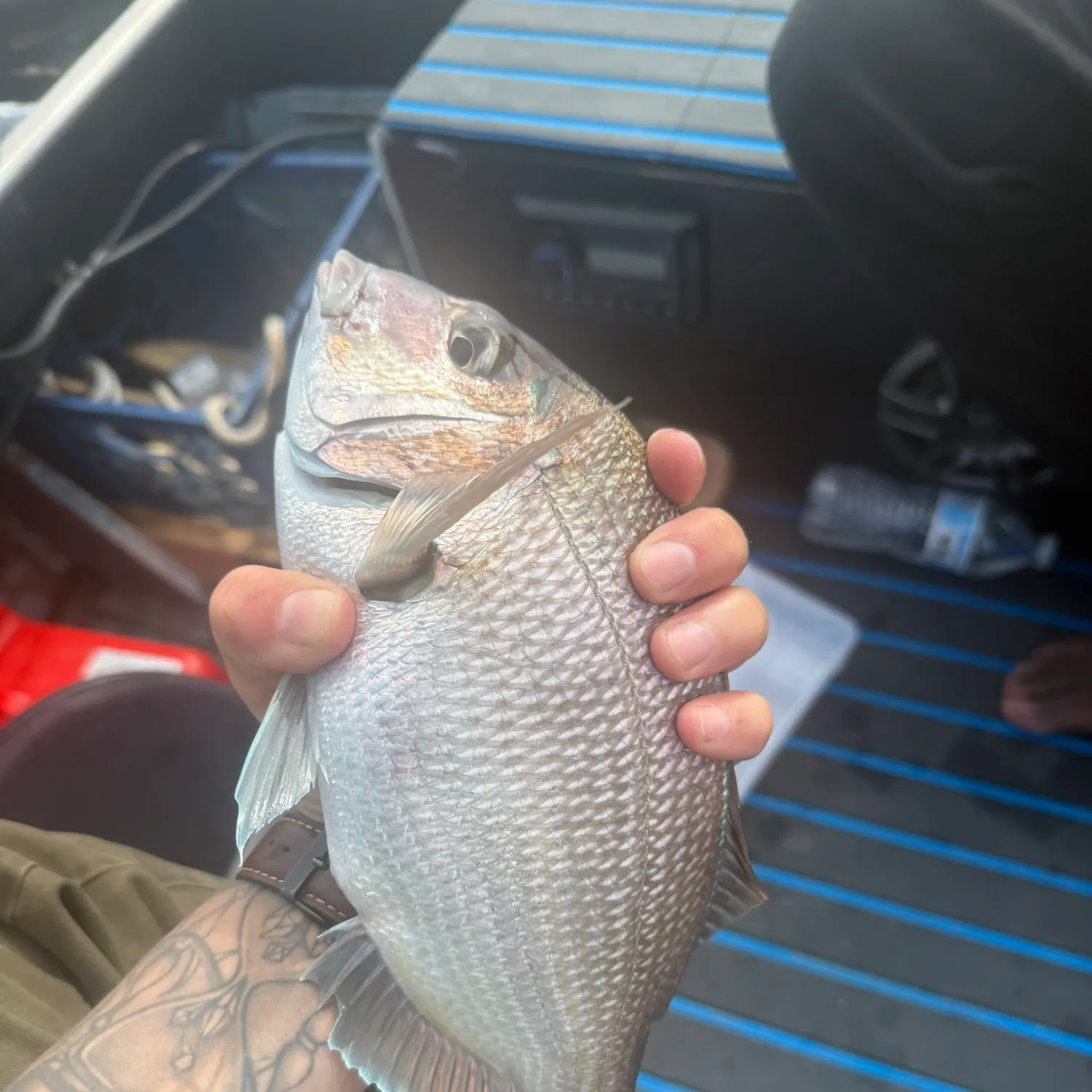 Scup caught on Fishbrain