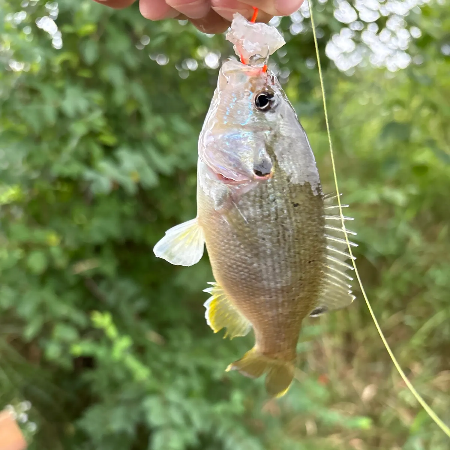 Bluegill caught on Fishbrain