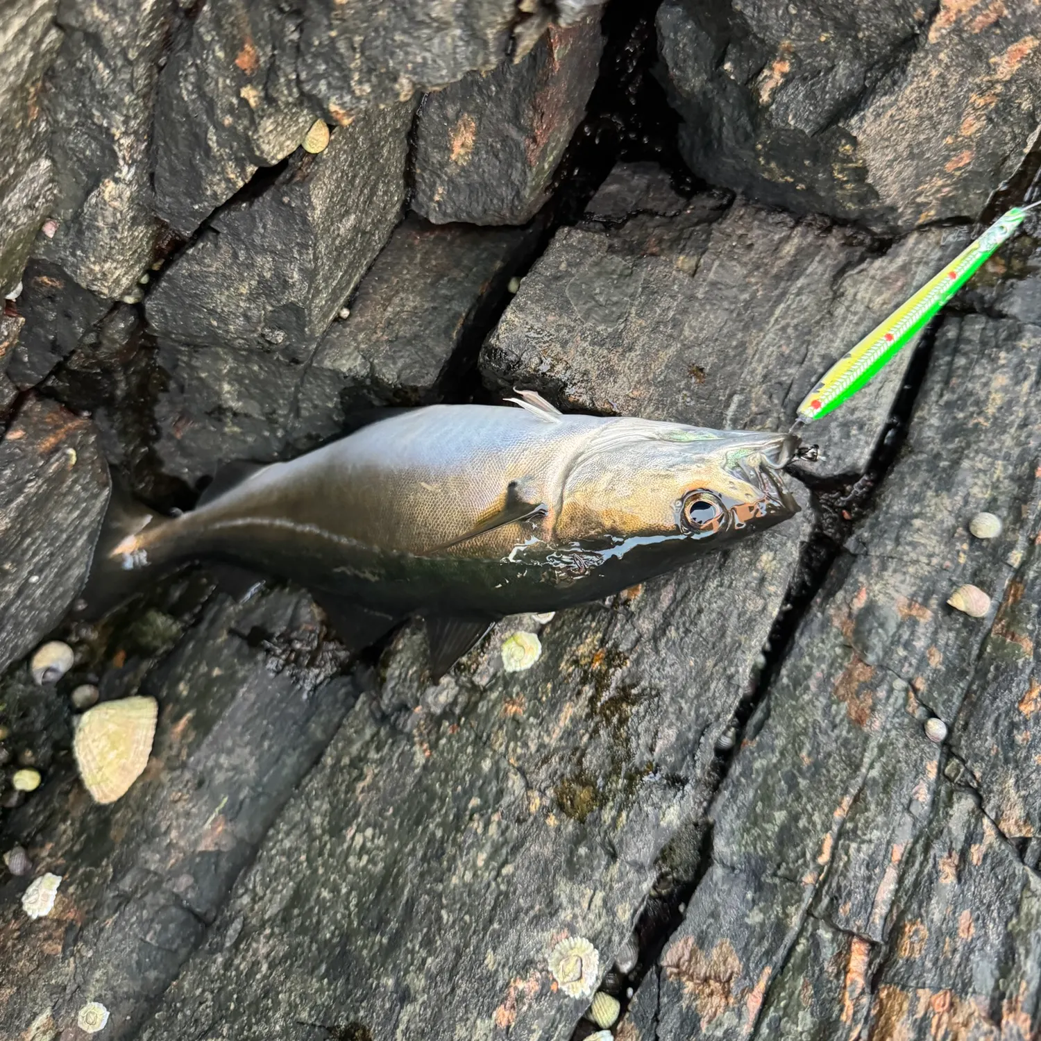 Atlantic pollock caught on Fishbrain