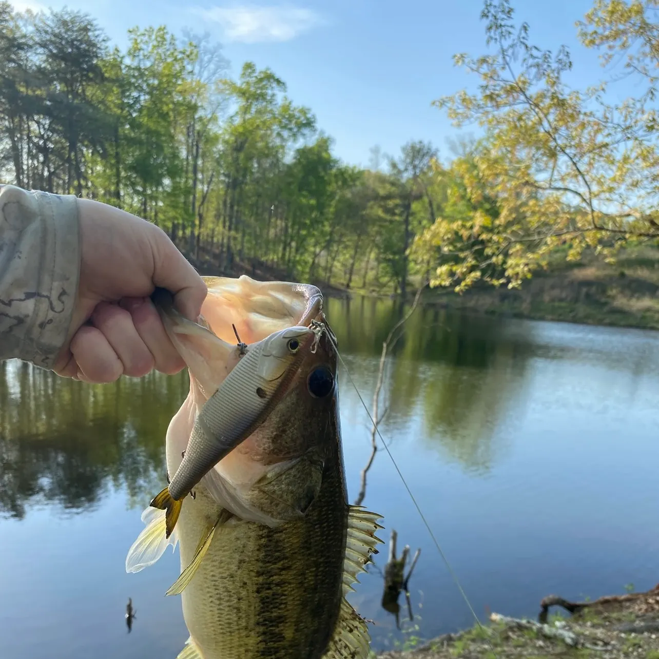 Largemouth bass caught on Fishbrain