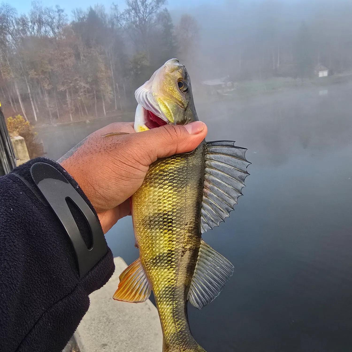 Yellow perch caught on Fishbrain