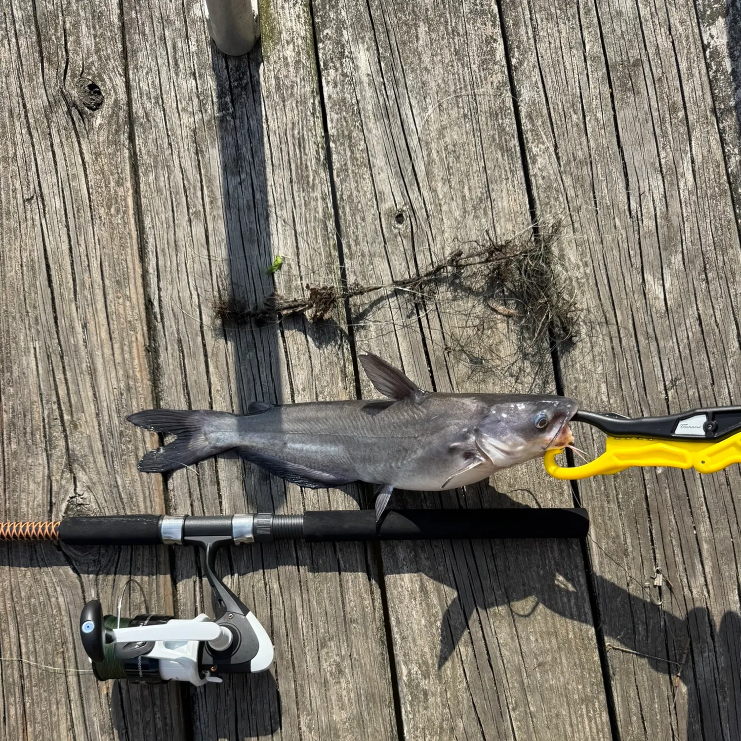 Blue catfish caught on Fishbrain
