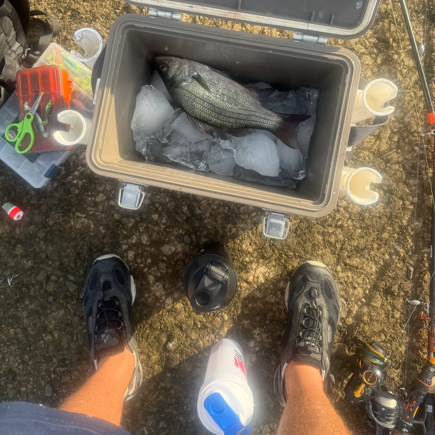 White bass caught on Fishbrain