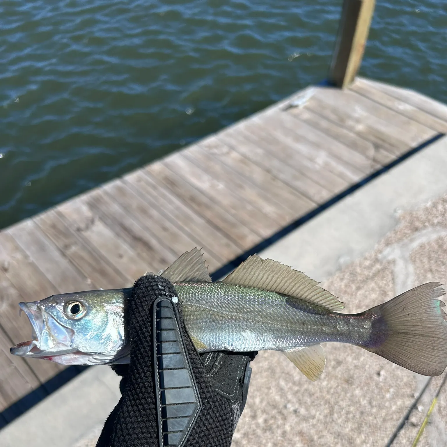 Sand seatrout caught on Fishbrain