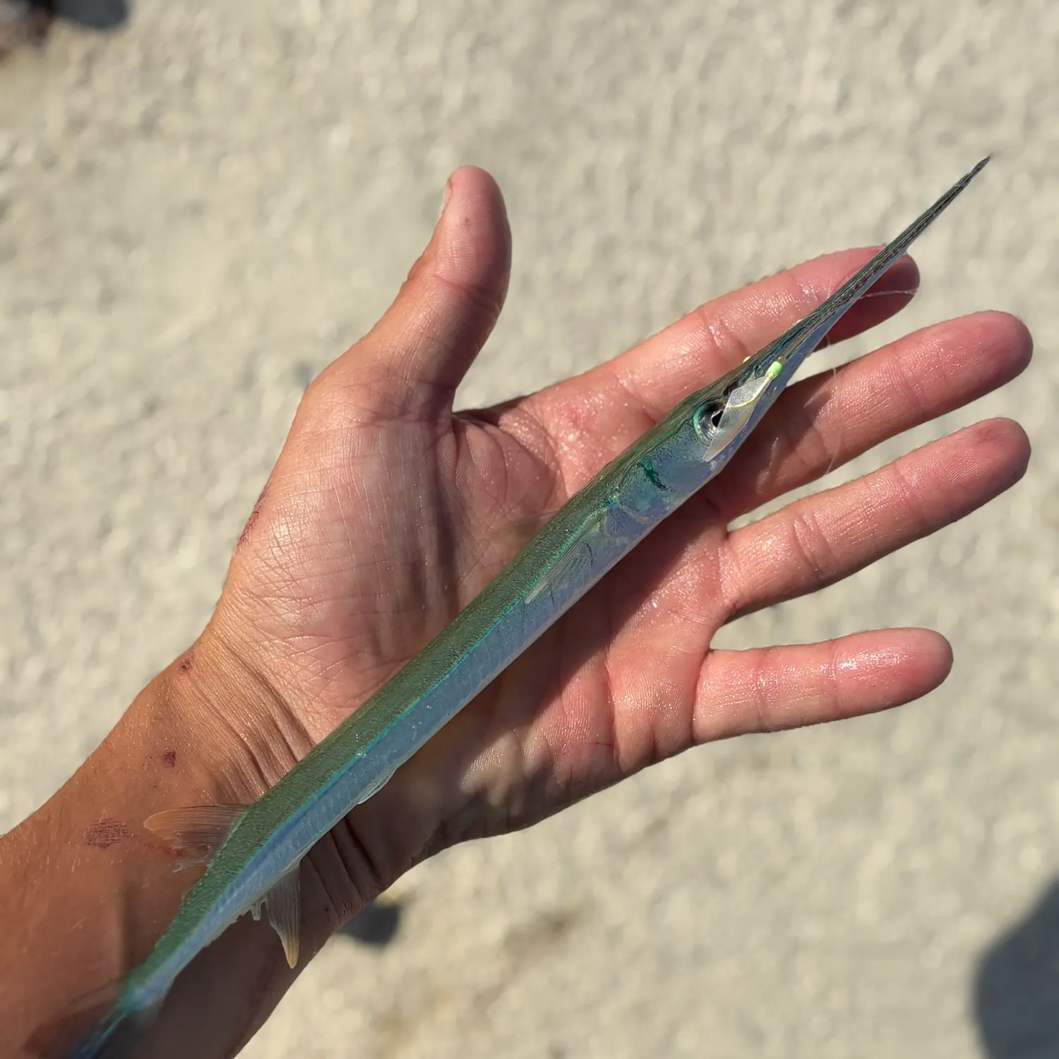 The most recent Redfin needlefish catches on Fishbrain