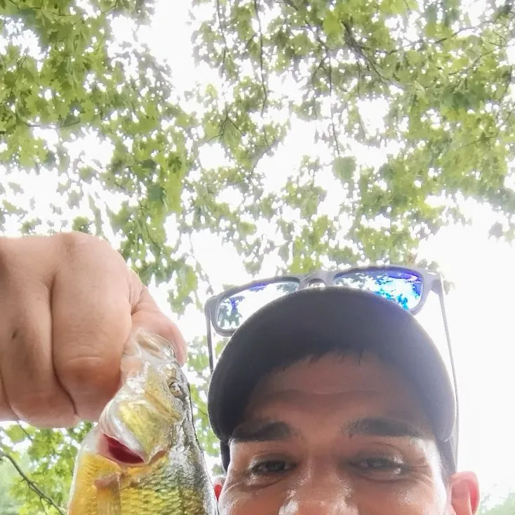 Yellow perch caught on Fishbrain