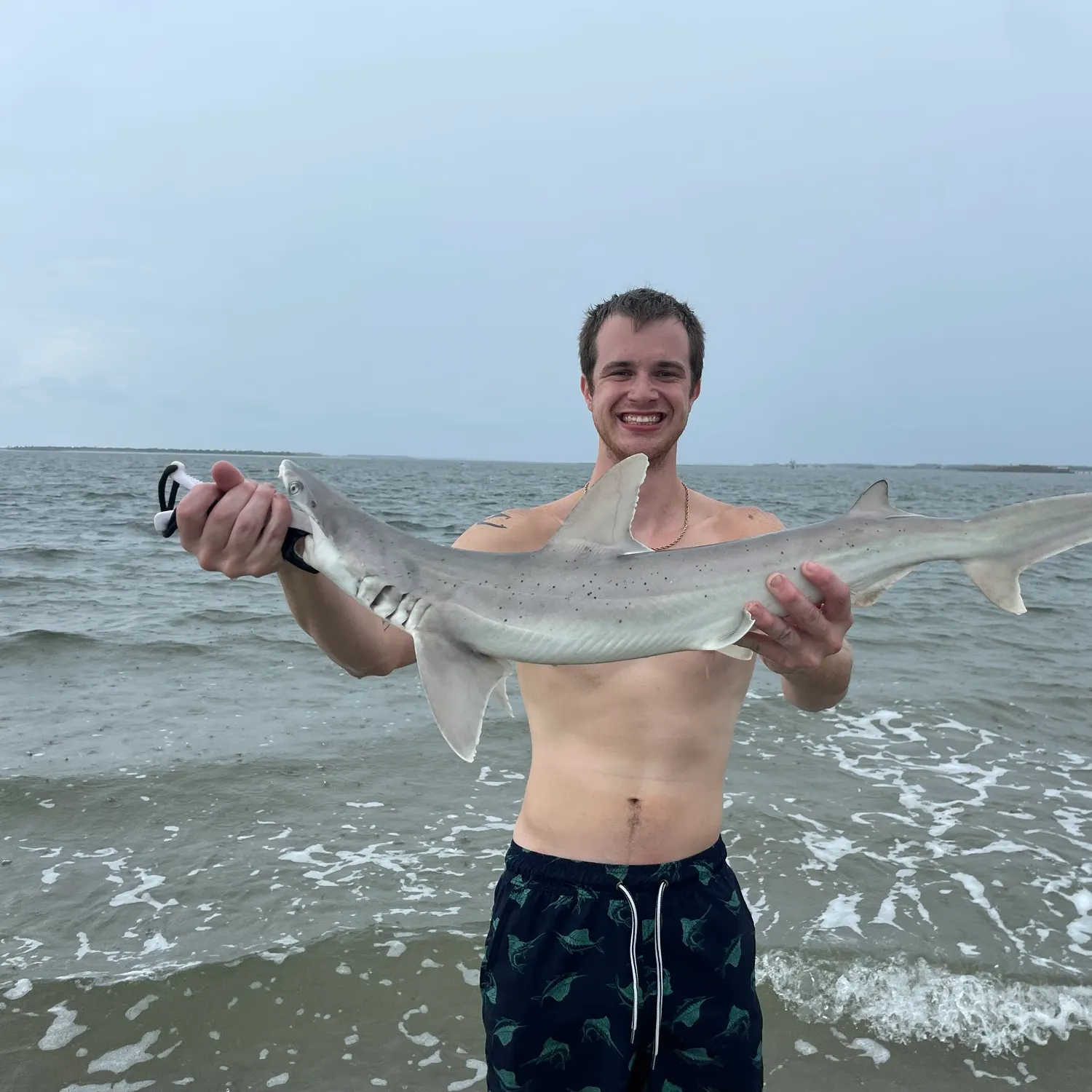 Bonnethead shark caught on Fishbrain