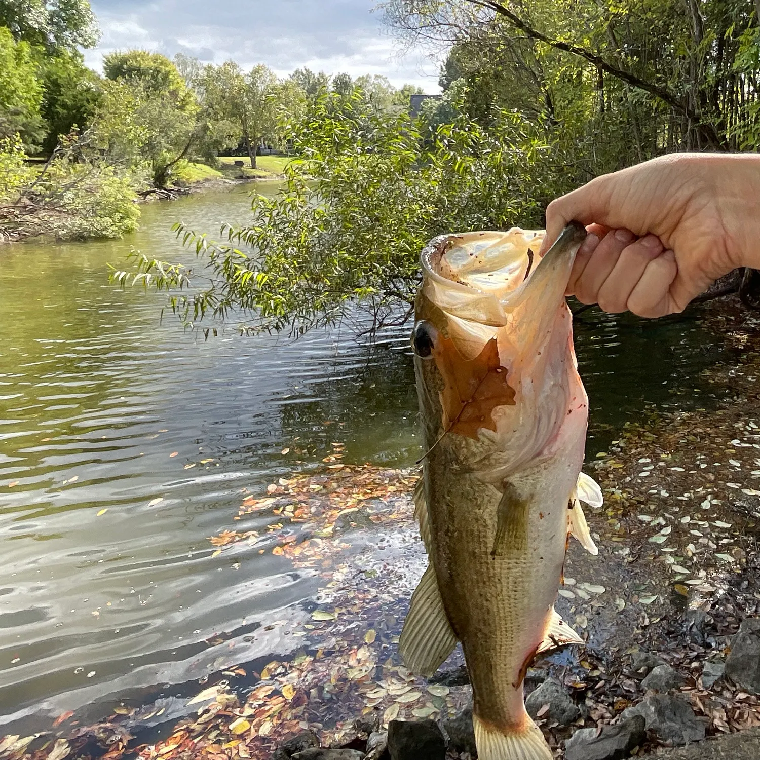 Largemouth bass caught on Fishbrain