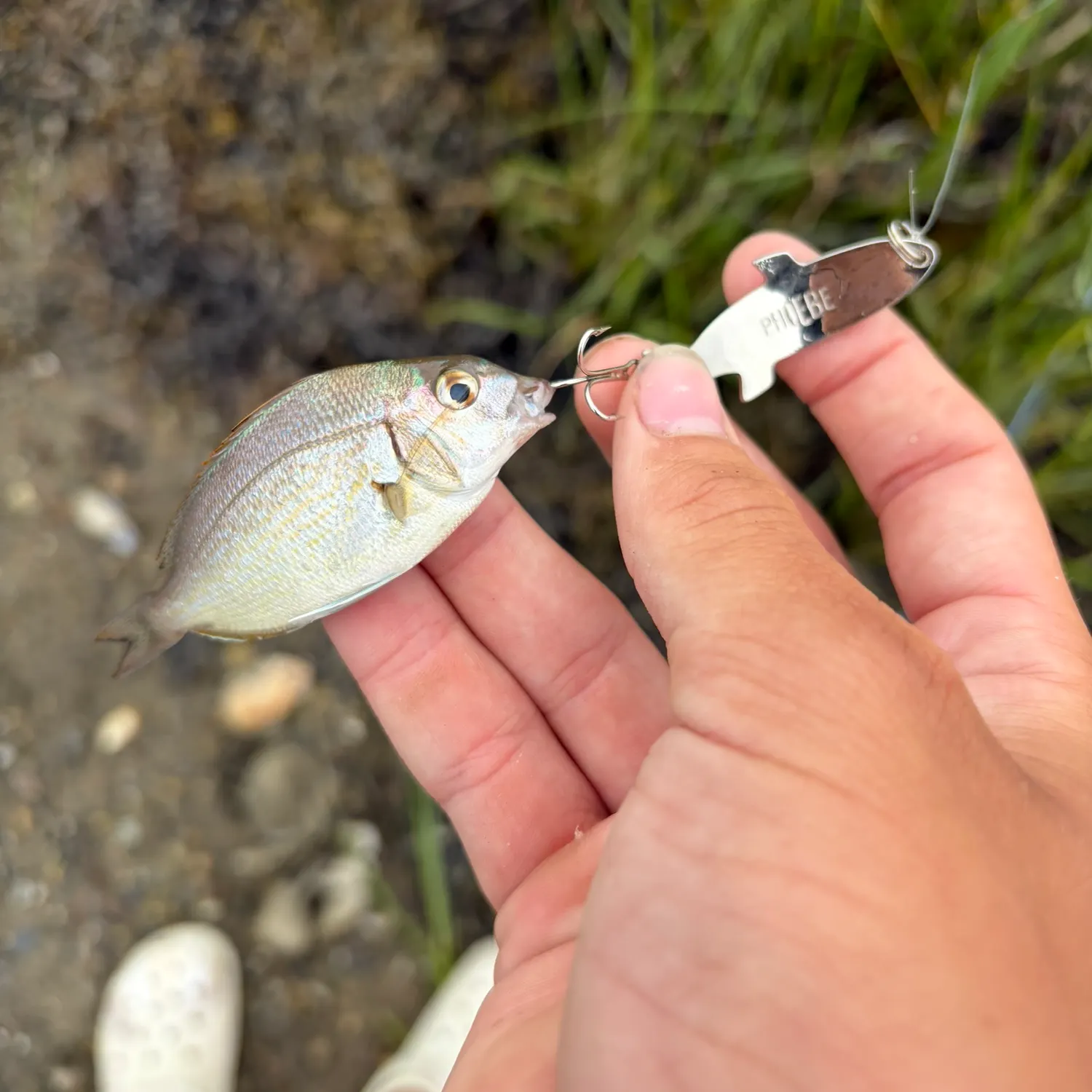 Scup caught on Fishbrain
