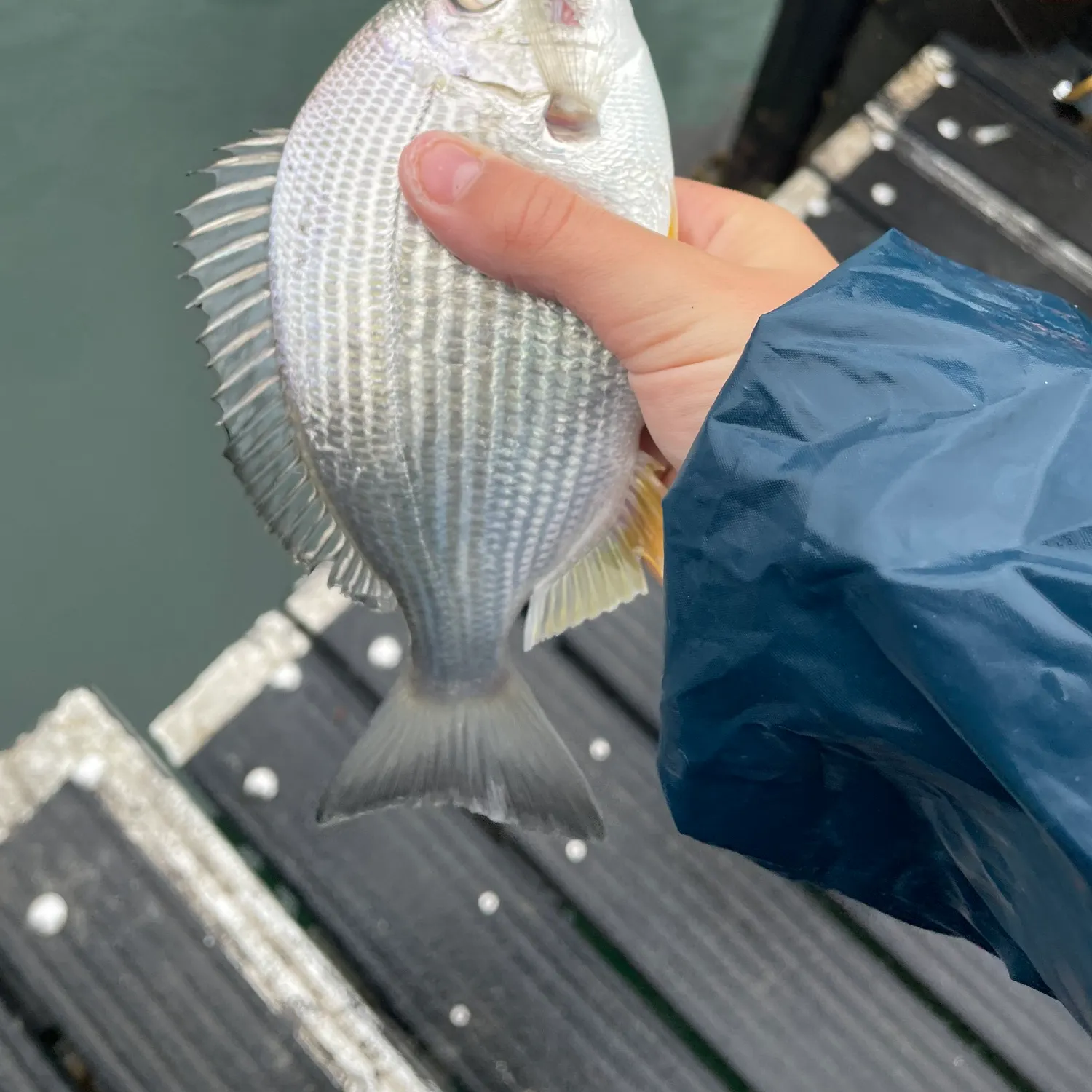 Surf bream caught on Fishbrain