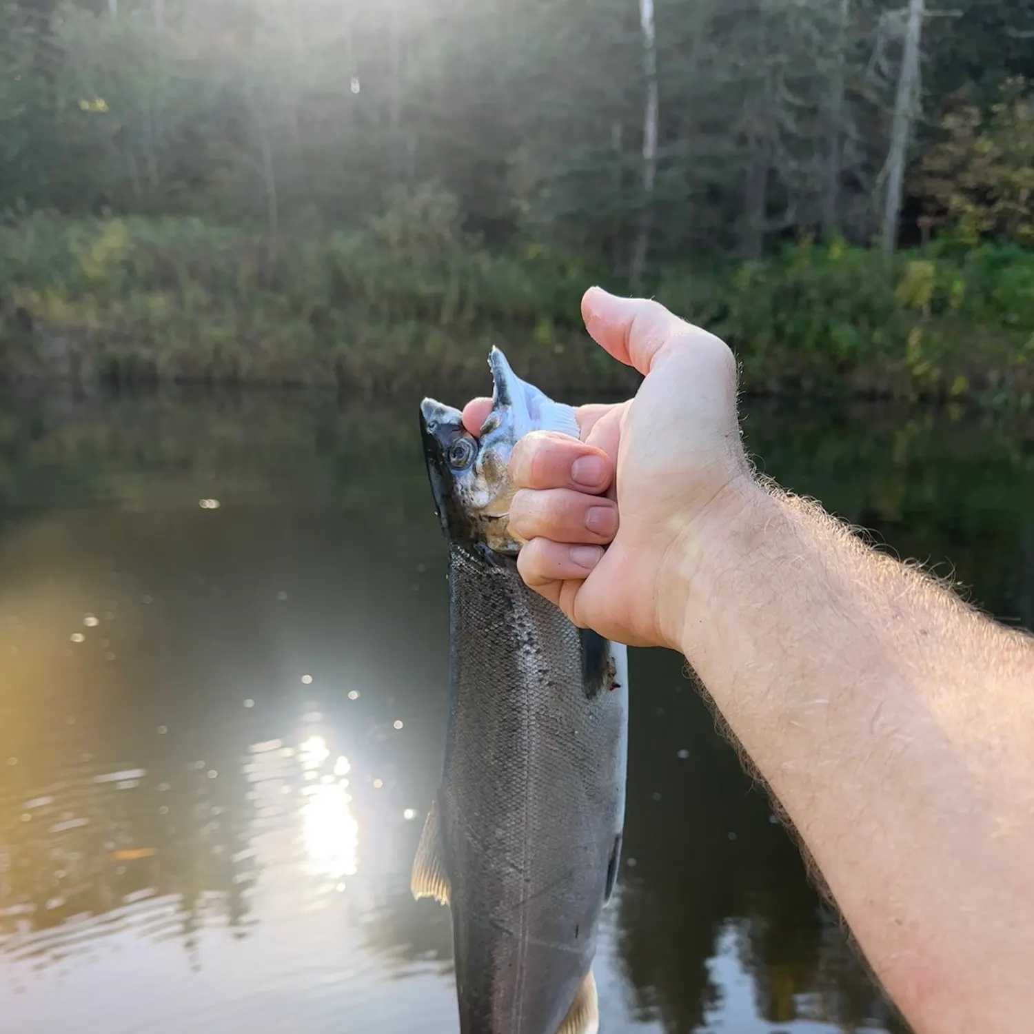 Coho salmon caught on Fishbrain