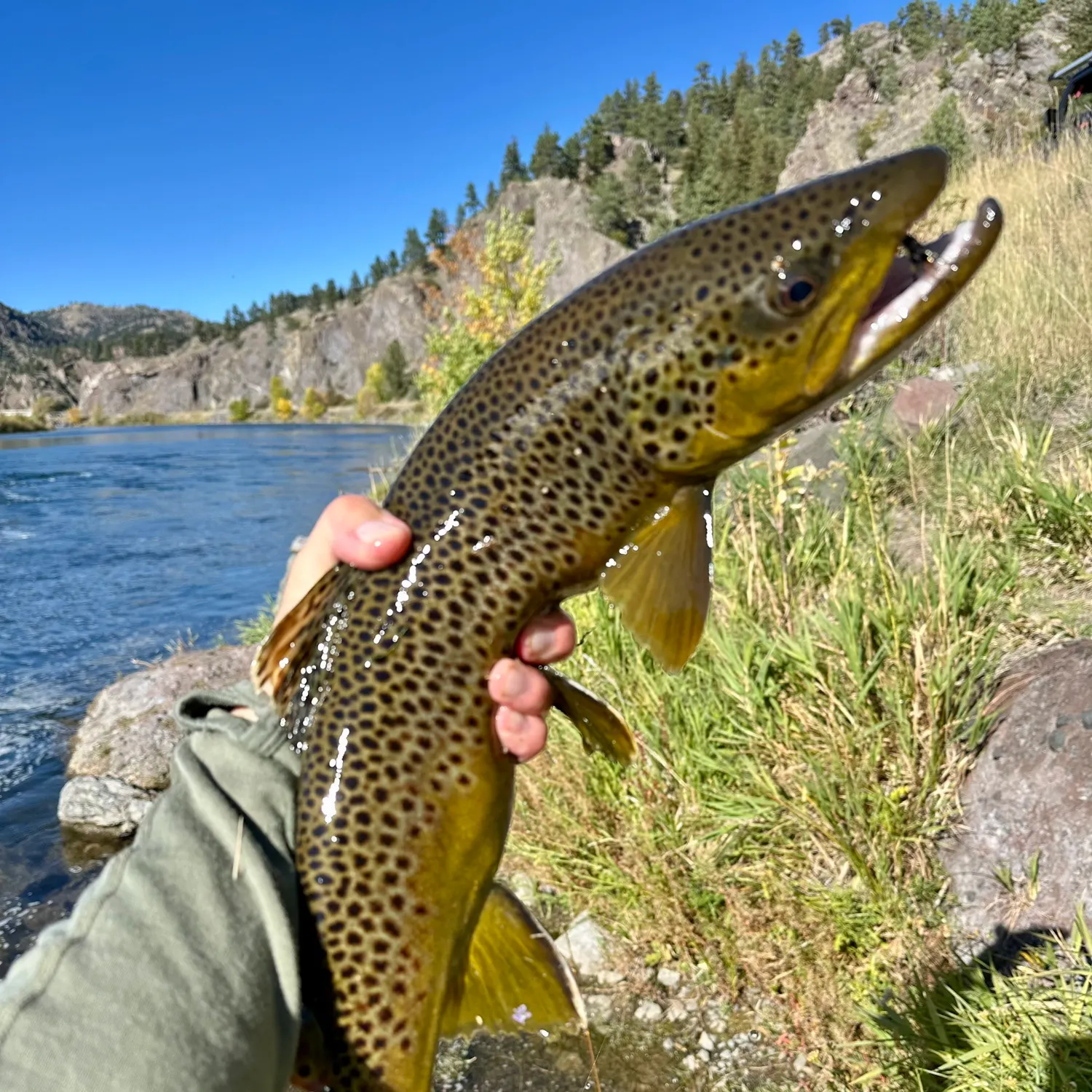 Brown trout caught on Fishbrain