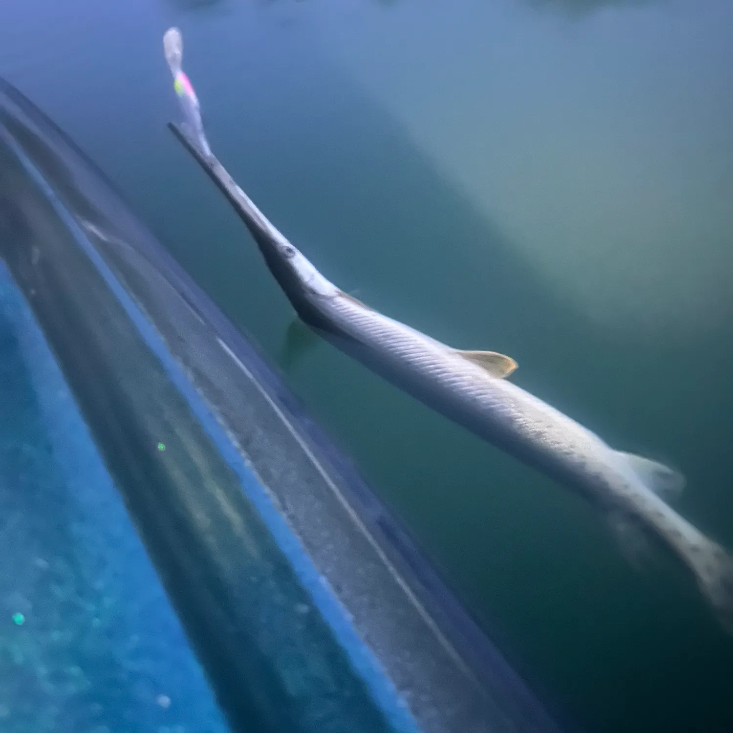 The most recent Shortnose gar catches on Fishbrain