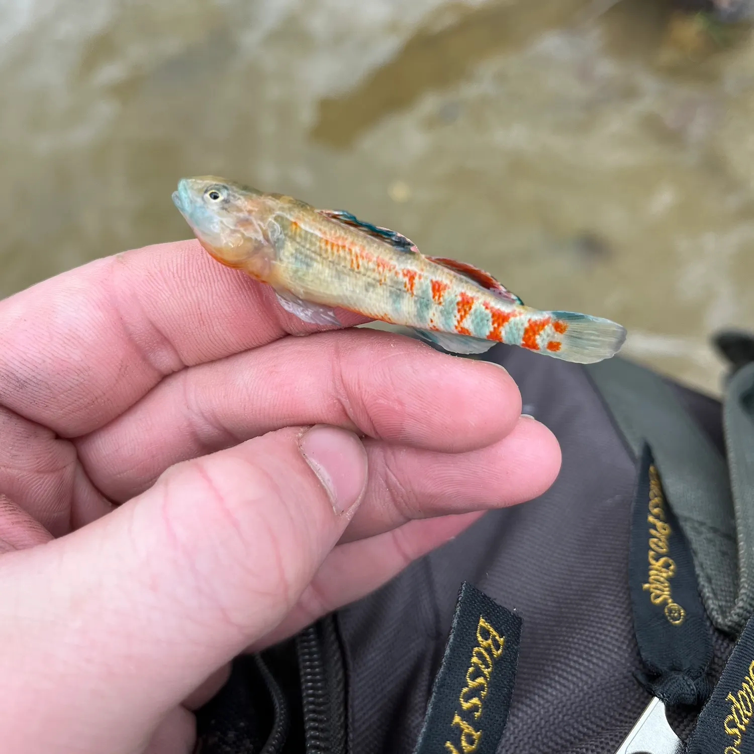 The most recent Orangethroat darter catches on Fishbrain