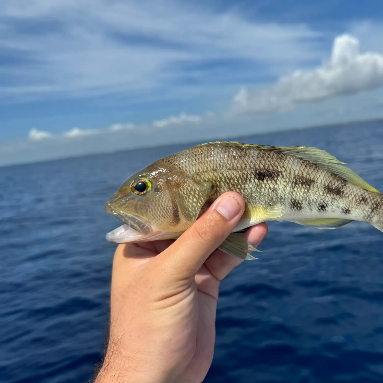 The most popular recent Bank sea bass catch on Fishbrain