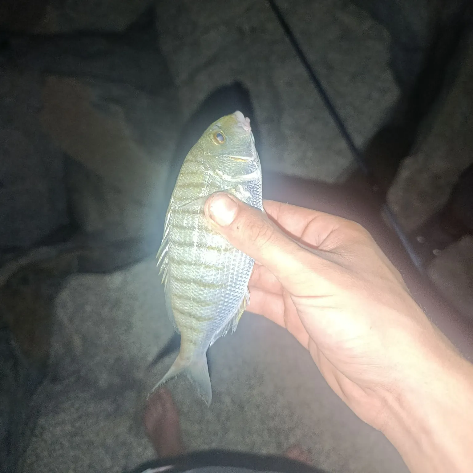 Striped seabream caught on Fishbrain