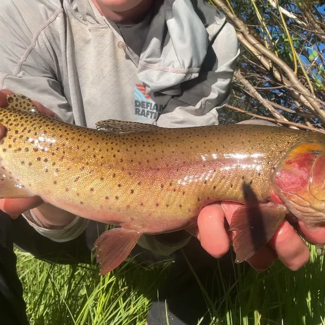 The most recent Colorado river cutthroat trout catches on Fishbrain