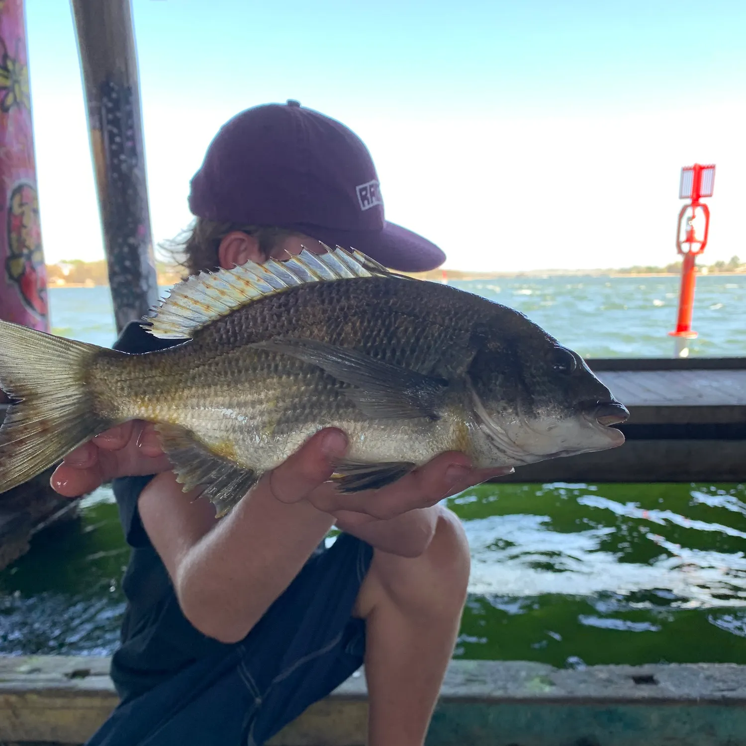 The most recent Southern black bream catches on Fishbrain